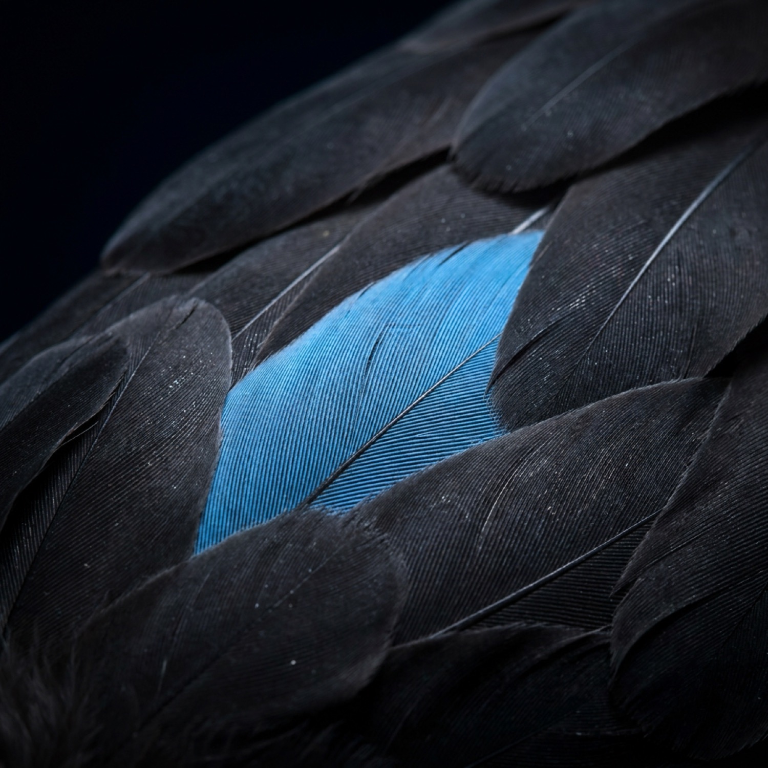 Wing — dark feathers with a blue feather